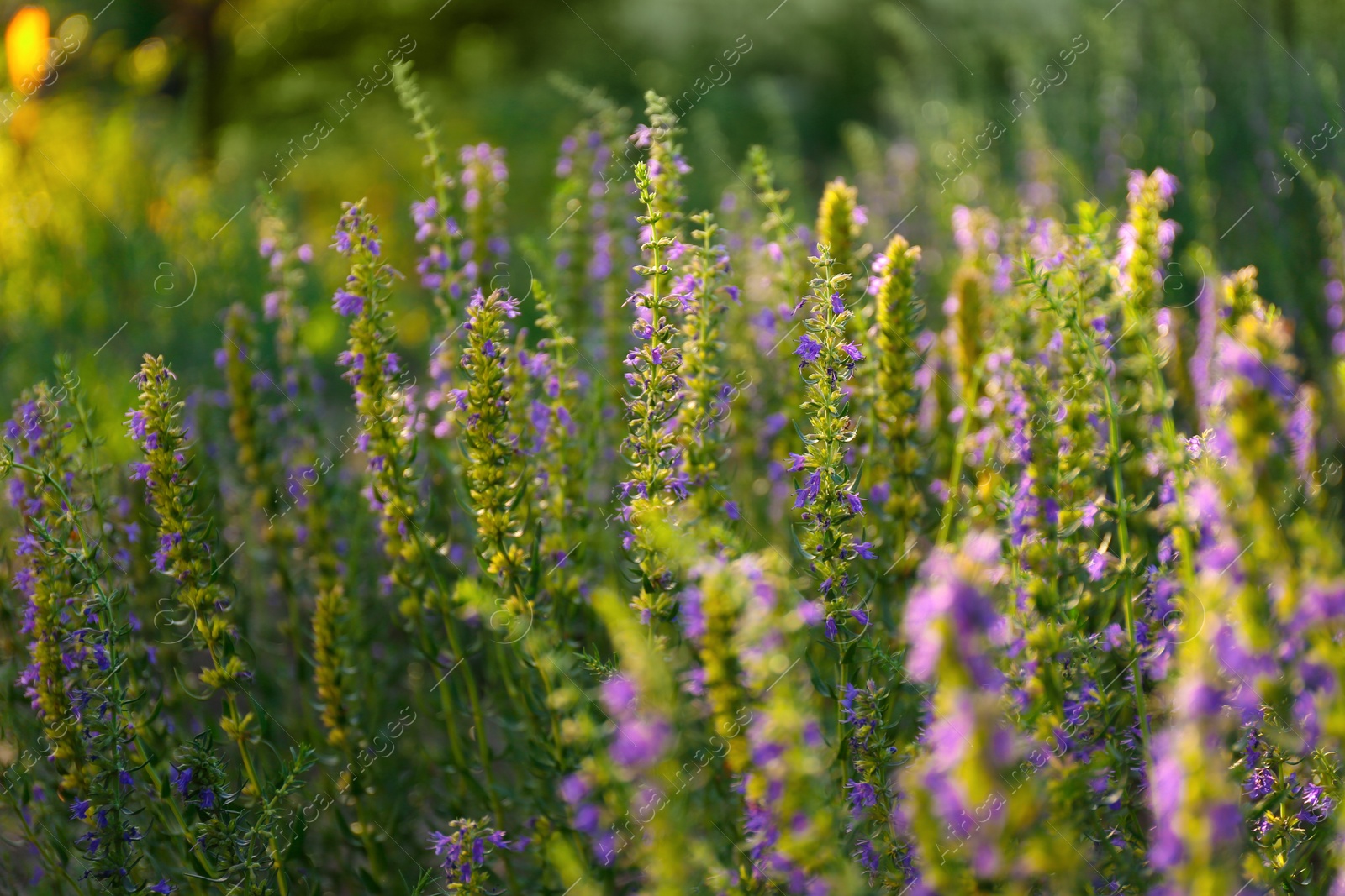 Photo of Many beautiful blooming hyssop plants outdoors, closeup