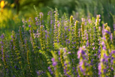 Many beautiful blooming hyssop plants outdoors, closeup