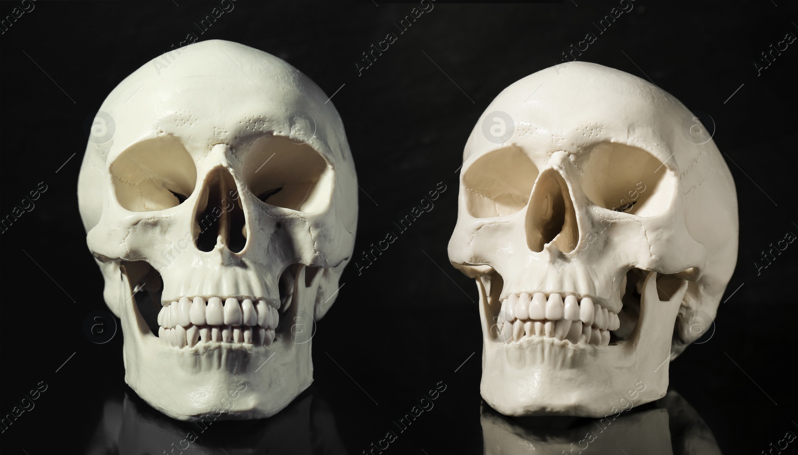 Image of Two white human skulls on black background