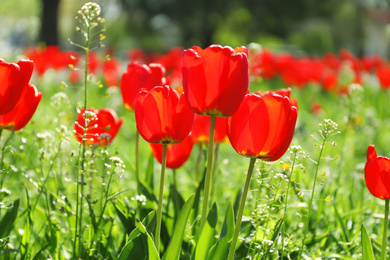 Blossoming tulips outdoors on sunny spring day