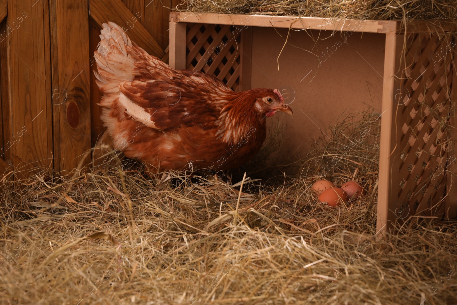 Photo of Beautiful chicken near nesting box with eggs in henhouse