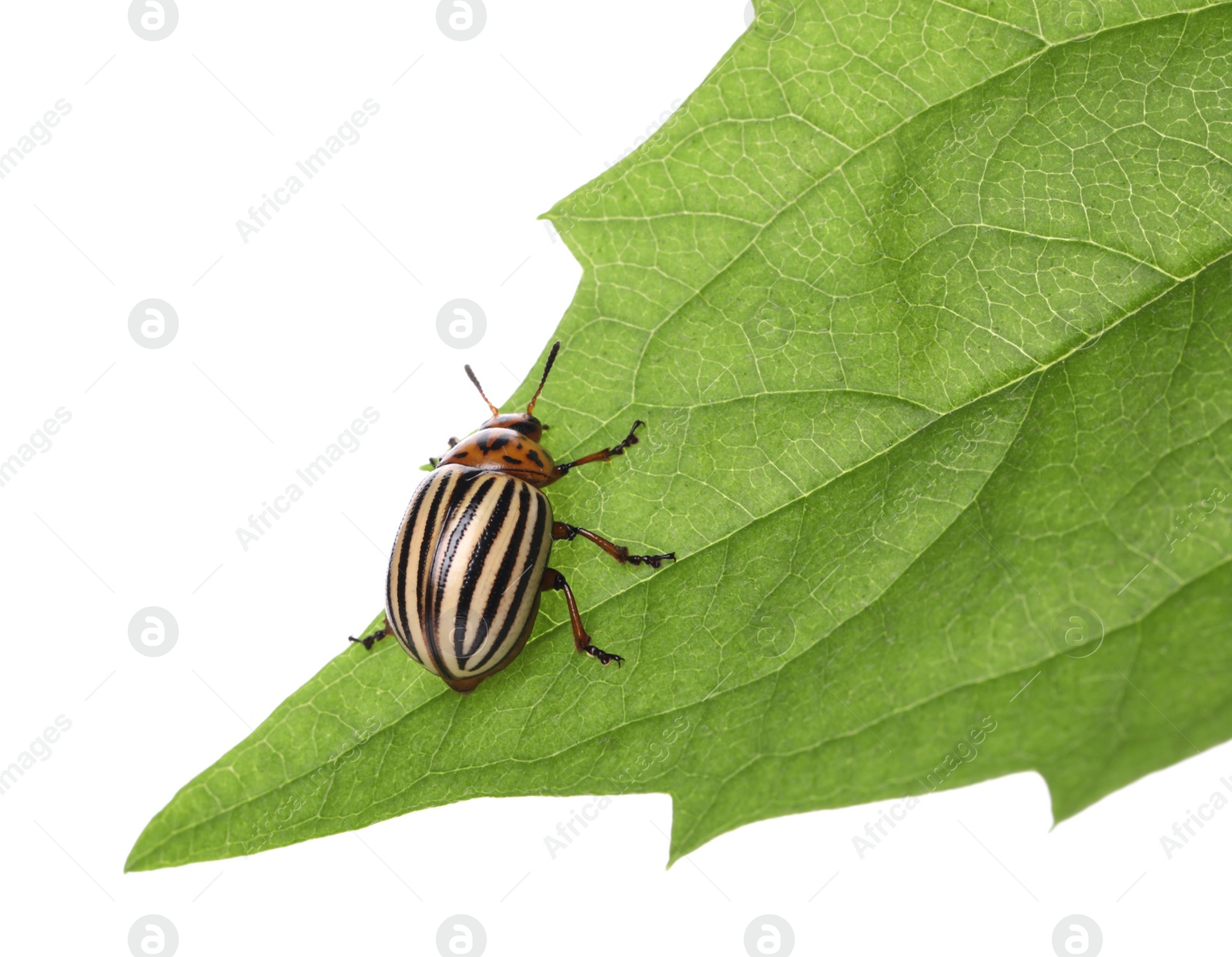 Photo of Colorado potato beetle on green leaf against white background