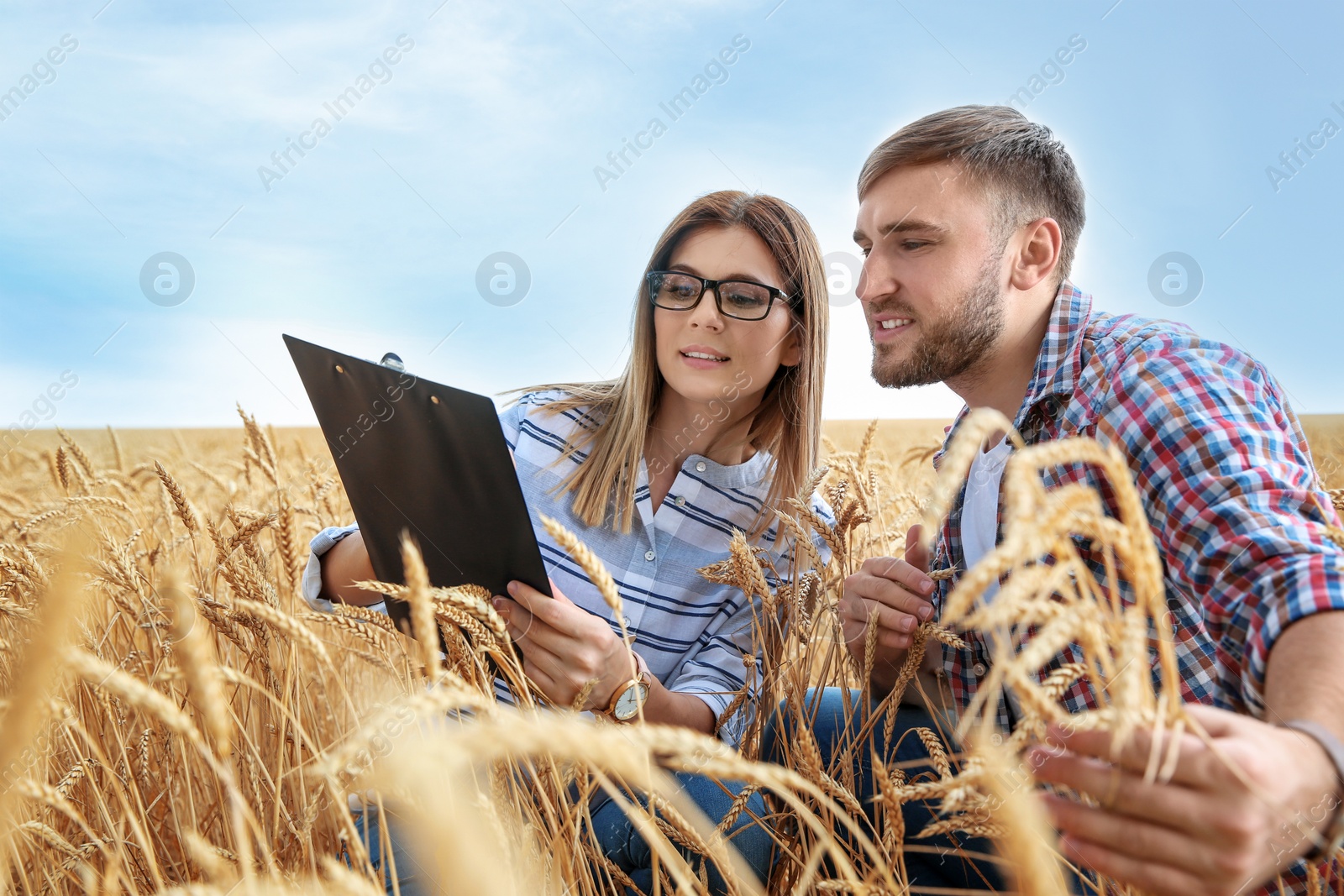 Photo of Young agronomists in grain field. Cereal farming