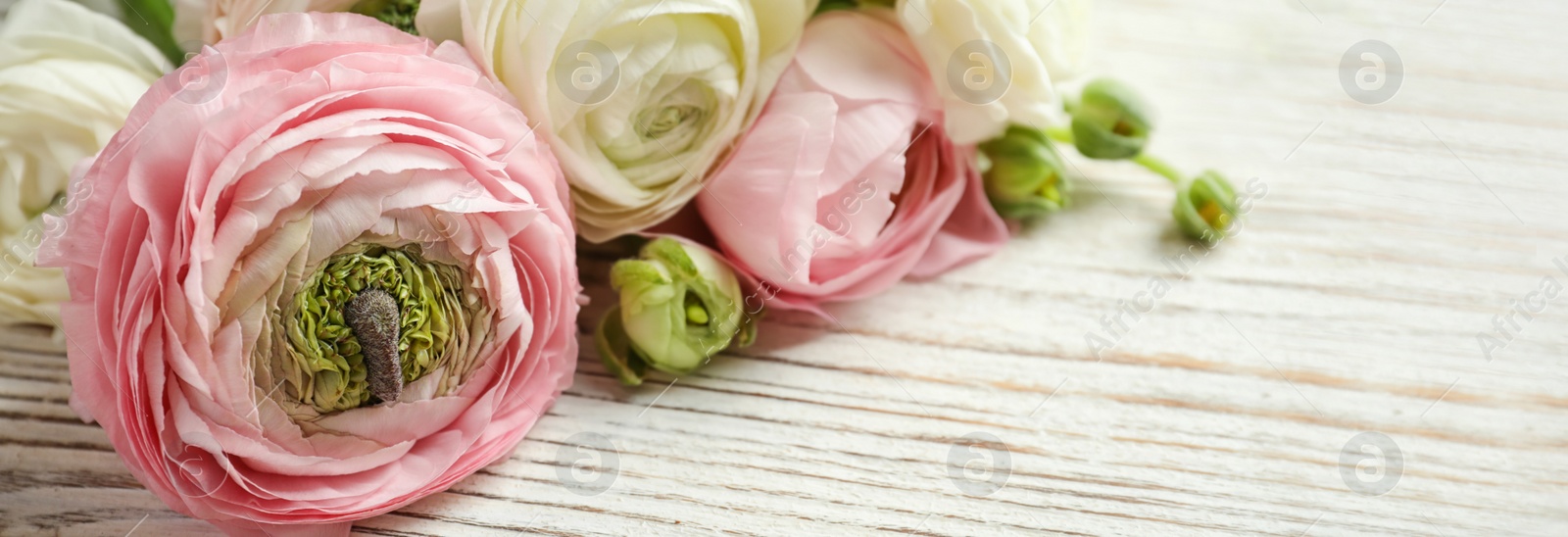 Image of Beautiful ranunculus flowers on wooden table, closeup. Banner design