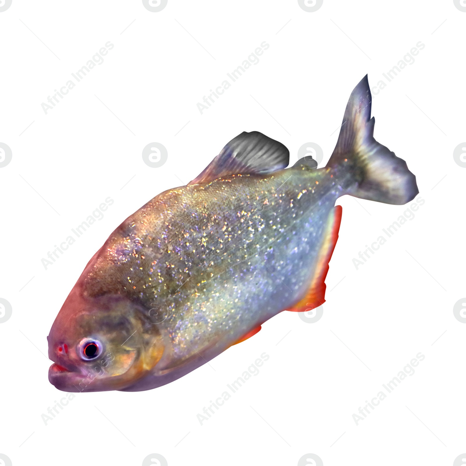 Image of Bright shiny piranha fish on white background 