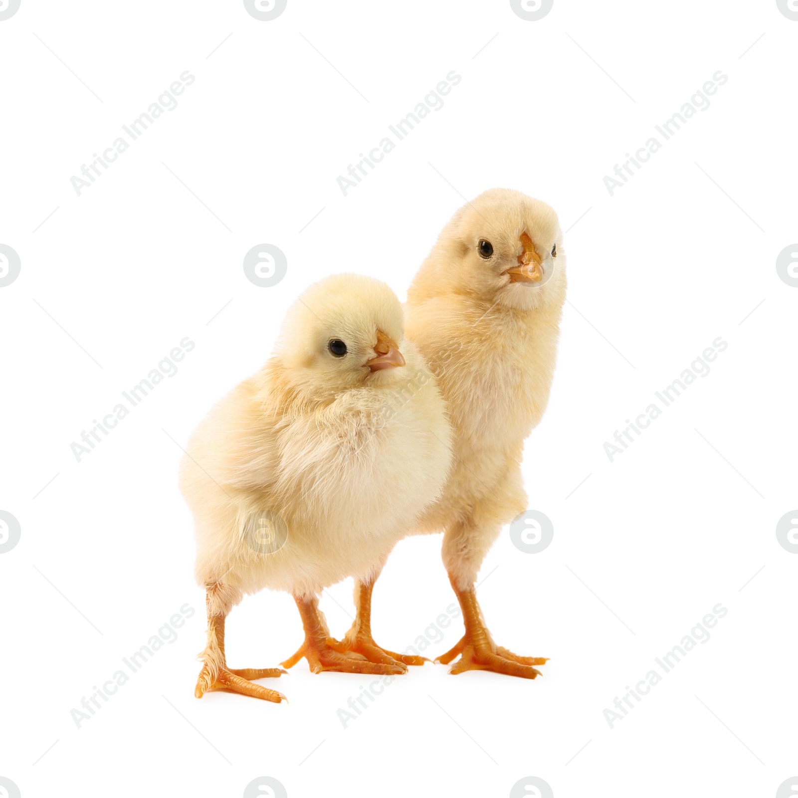 Photo of Two cute chicks isolated on white. Baby animals