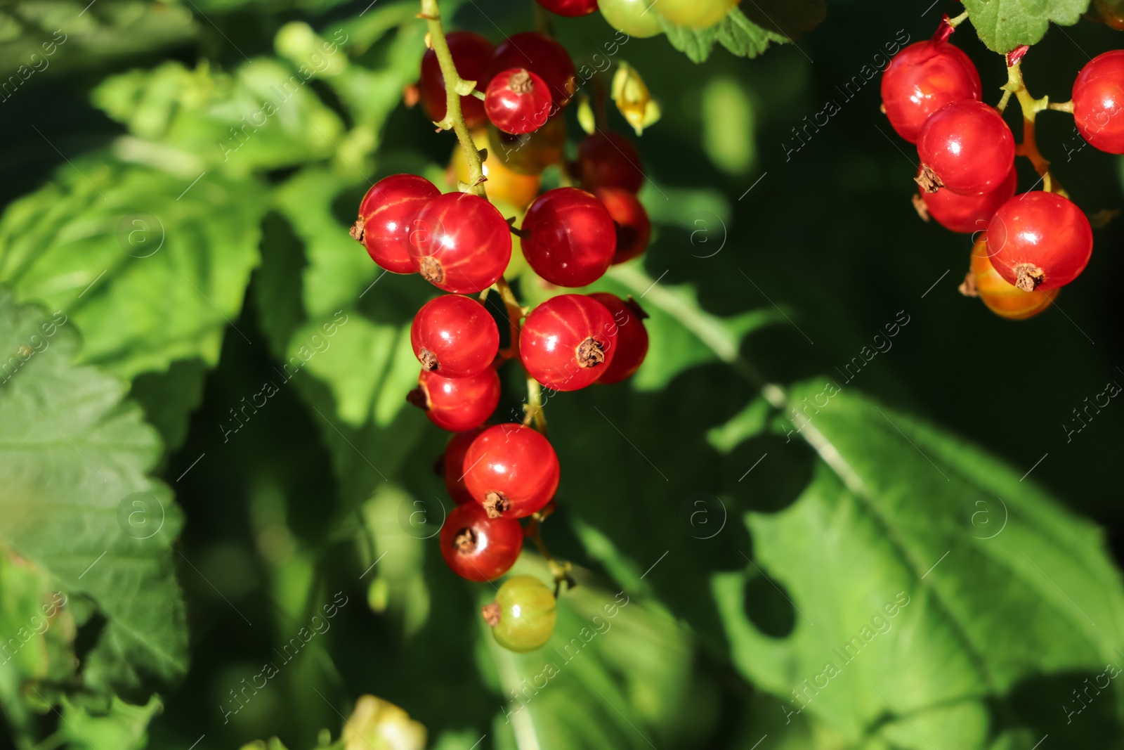 Photo of Closeup view of red currant bush with ripening berries outdoors on sunny day