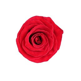 Photo of One beautiful red rose isolated on white