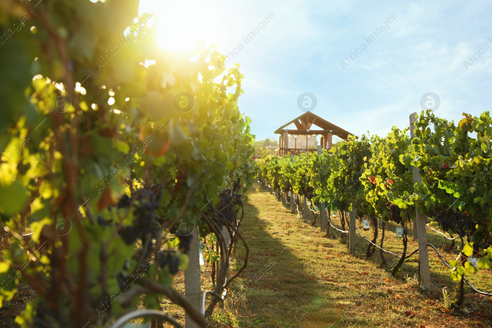 Photo of Beautiful view of vineyard with ripe grapes