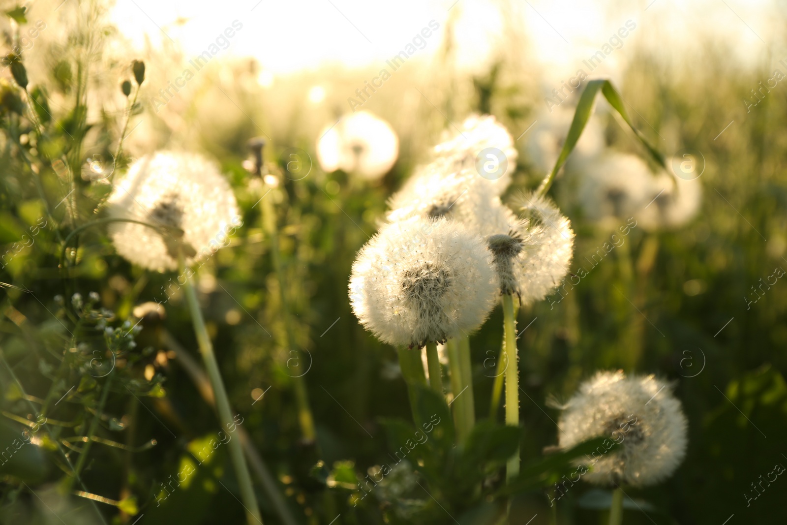 Photo of Beautiful fluffy dandelions growing outdoors on sunny day. Meadow flowers