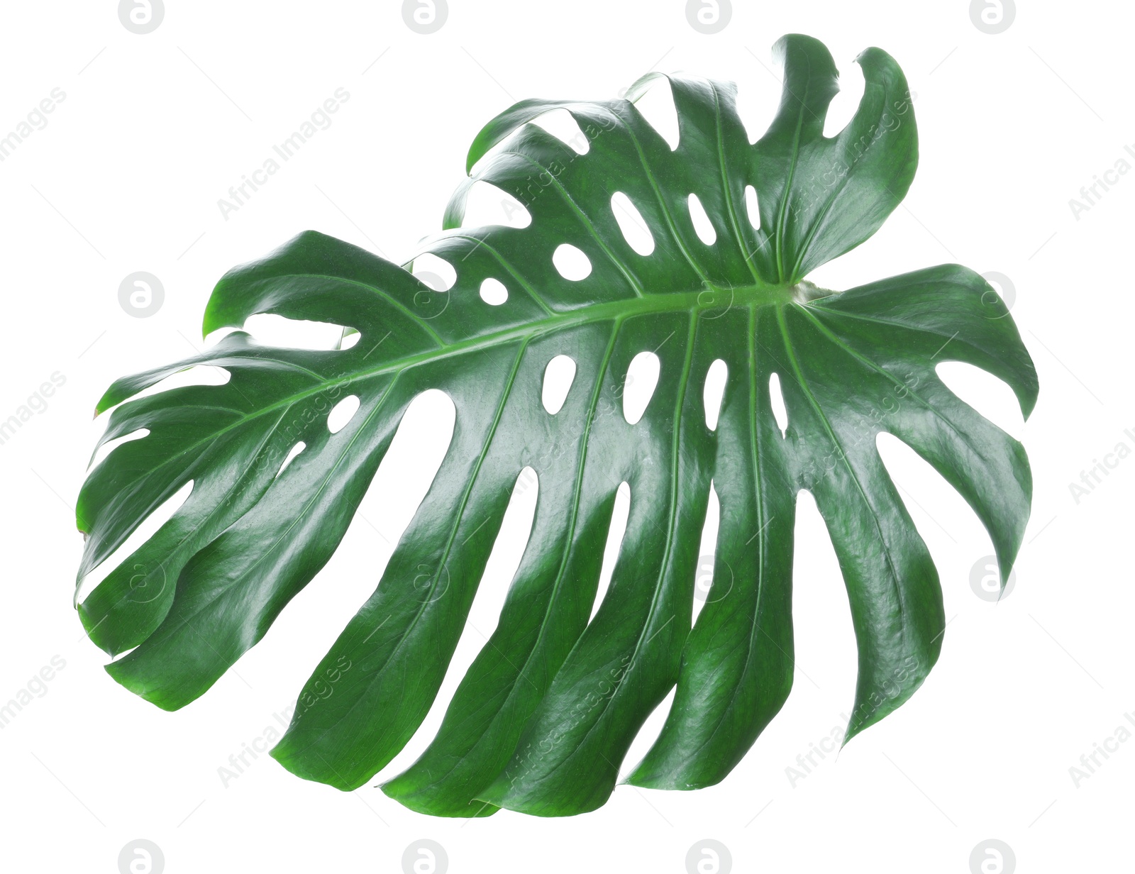 Photo of Tropical monstera leaf isolated on white