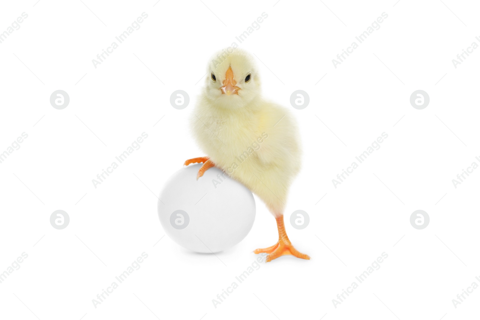 Photo of Cute chick and egg on white background. Baby animal