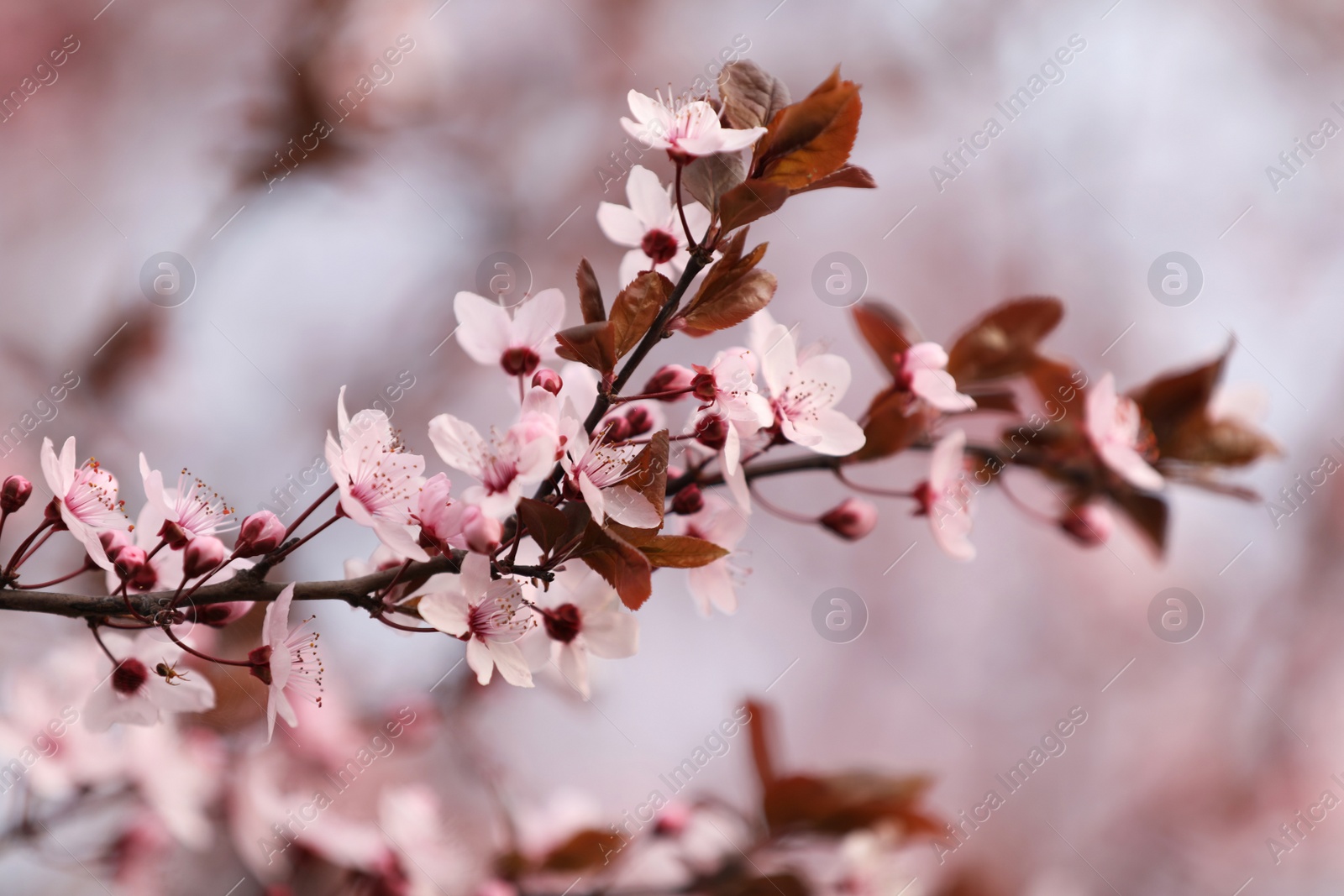 Photo of Closeup view of blossoming tree outdoors on spring day