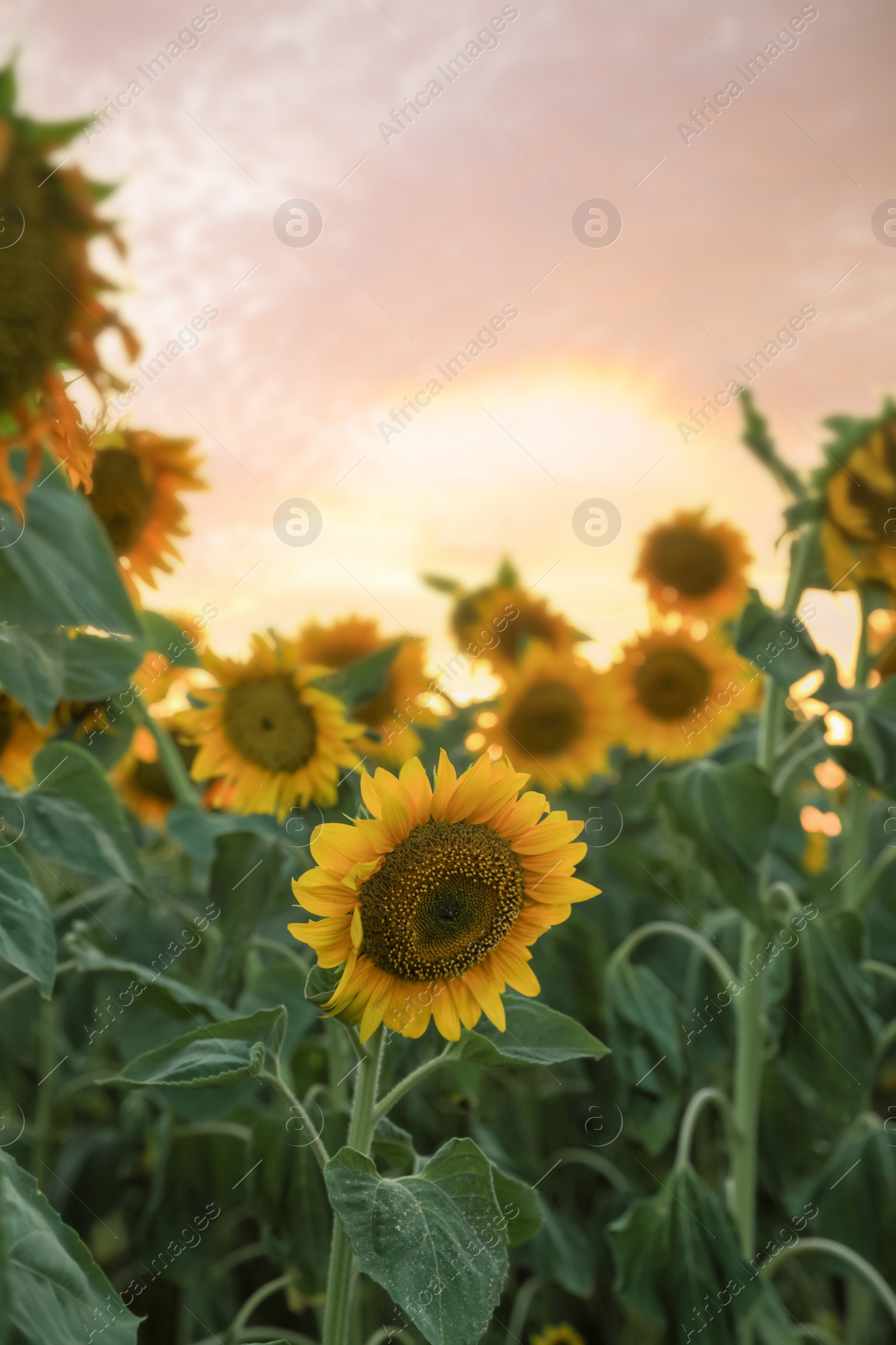 Photo of Sunflowers growing in field outdoors on sunny day