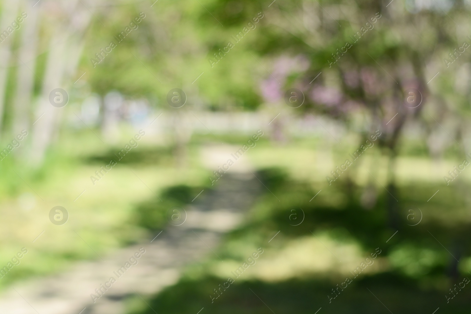 Photo of Park with trees and walkway on sunny day, blurred view. Bokeh effect