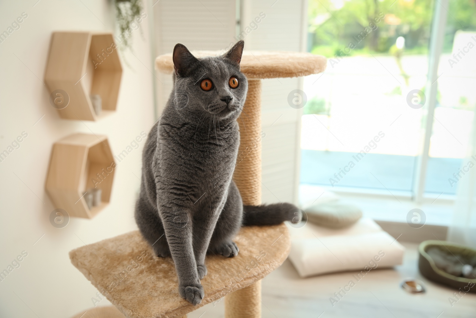 Photo of Cute pet on cat tree at home