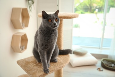 Cute pet on cat tree at home