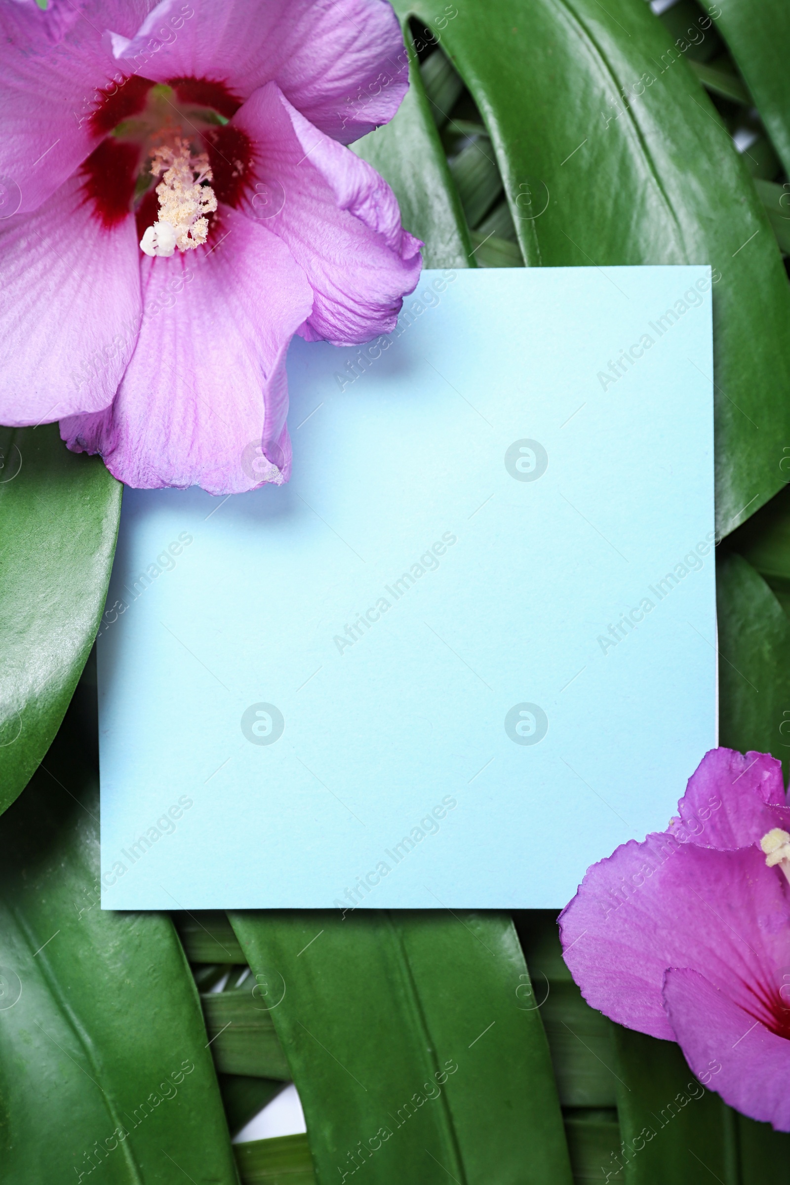 Photo of Flat lay composition with tropical Hibiscus flowers on leaves. Space for text