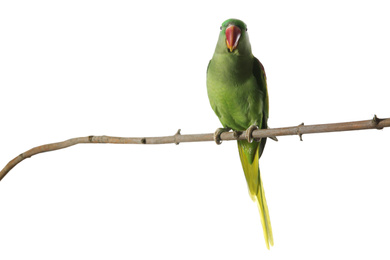 Photo of Beautiful Alexandrine Parakeet on tree branch against white background