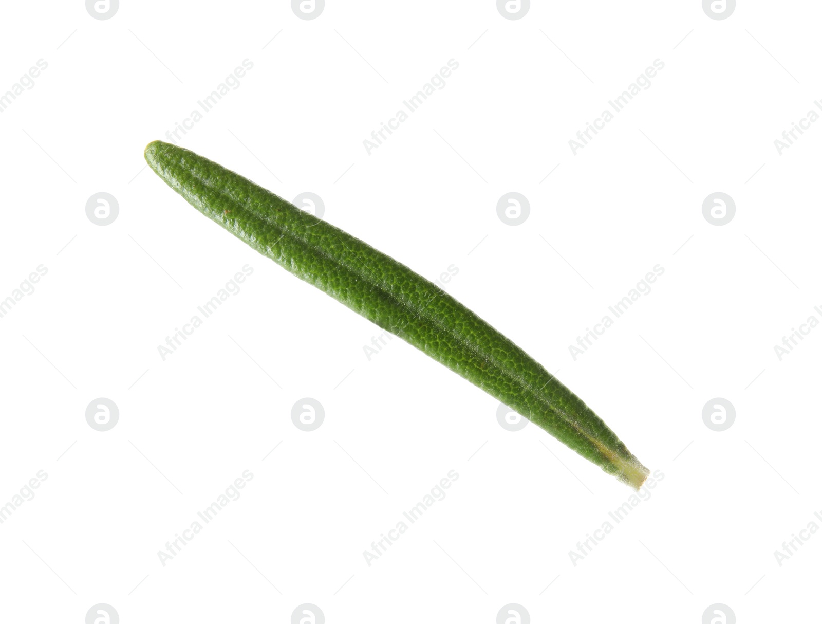 Photo of Fresh green rosemary leaf on white background