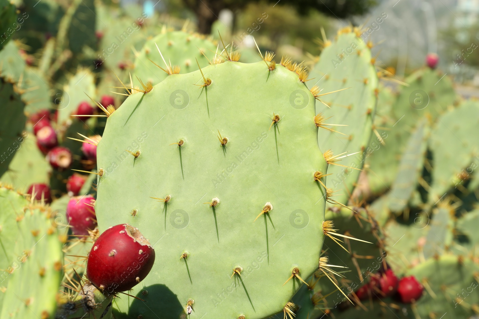 Photo of Beautiful prickly pear cacti growing outdoors on sunny day, closeup