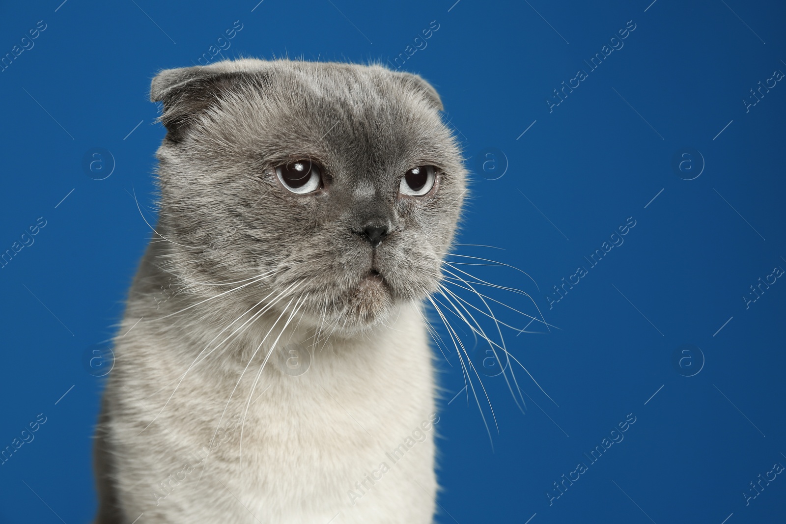 Photo of Cute Scottish fold cat on blue background, closeup. Fluffy pet