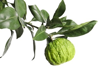 Photo of Closeup view of bergamot tree with fruits on white background