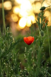 Beautiful blooming red poppy outdoors in morning, closeup