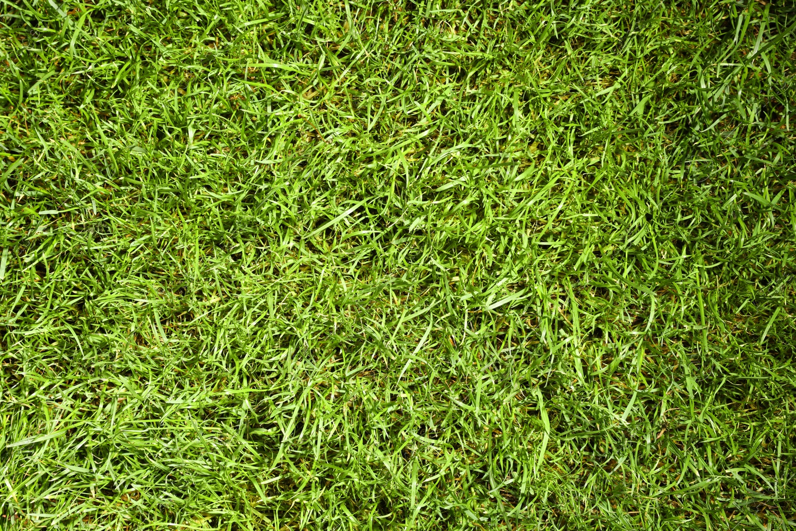 Photo of Green lawn with fresh grass as background, closeup