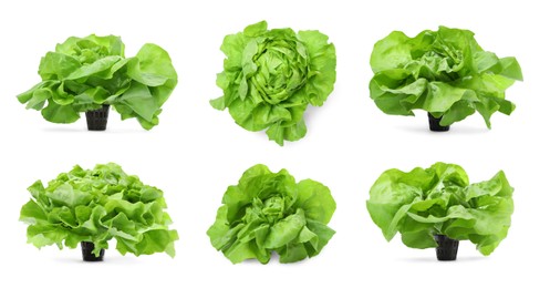 Set of fresh butterhead lettuce on white background, different views