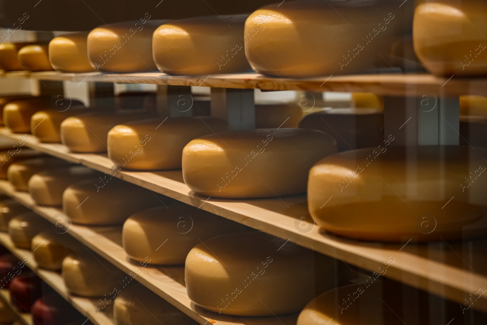 Photo of Fresh cheese heads on rack in factory warehouse