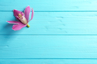Photo of Beautiful tropical orchid flower on blue wooden background, top view. Space for text