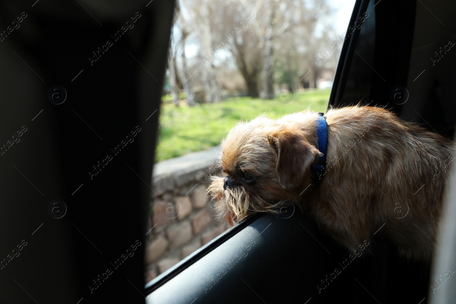 Photo of Adorable little dog looking out from car window. Exciting travel