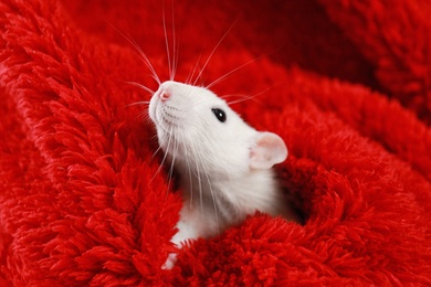 Photo of Cute little rat wrapped in red fluffy blanket
