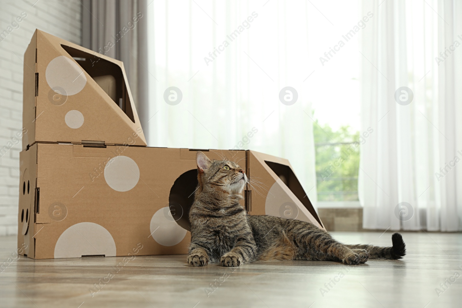 Photo of Cute tabby cat near cardboard house in room. Friendly pet