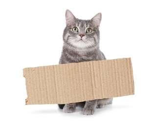 Image of Cute cat and blank piece of cardboad on white background. Lonely pet 