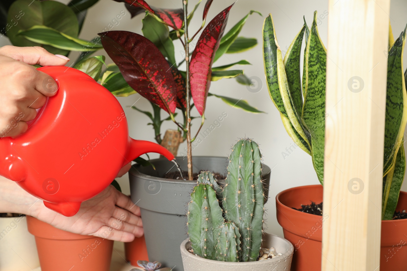 Photo of Woman watering indoor plants near wall at home, closeup