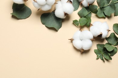 Cotton flowers and eucalyptus leaves on beige background, flat lay. Space for text