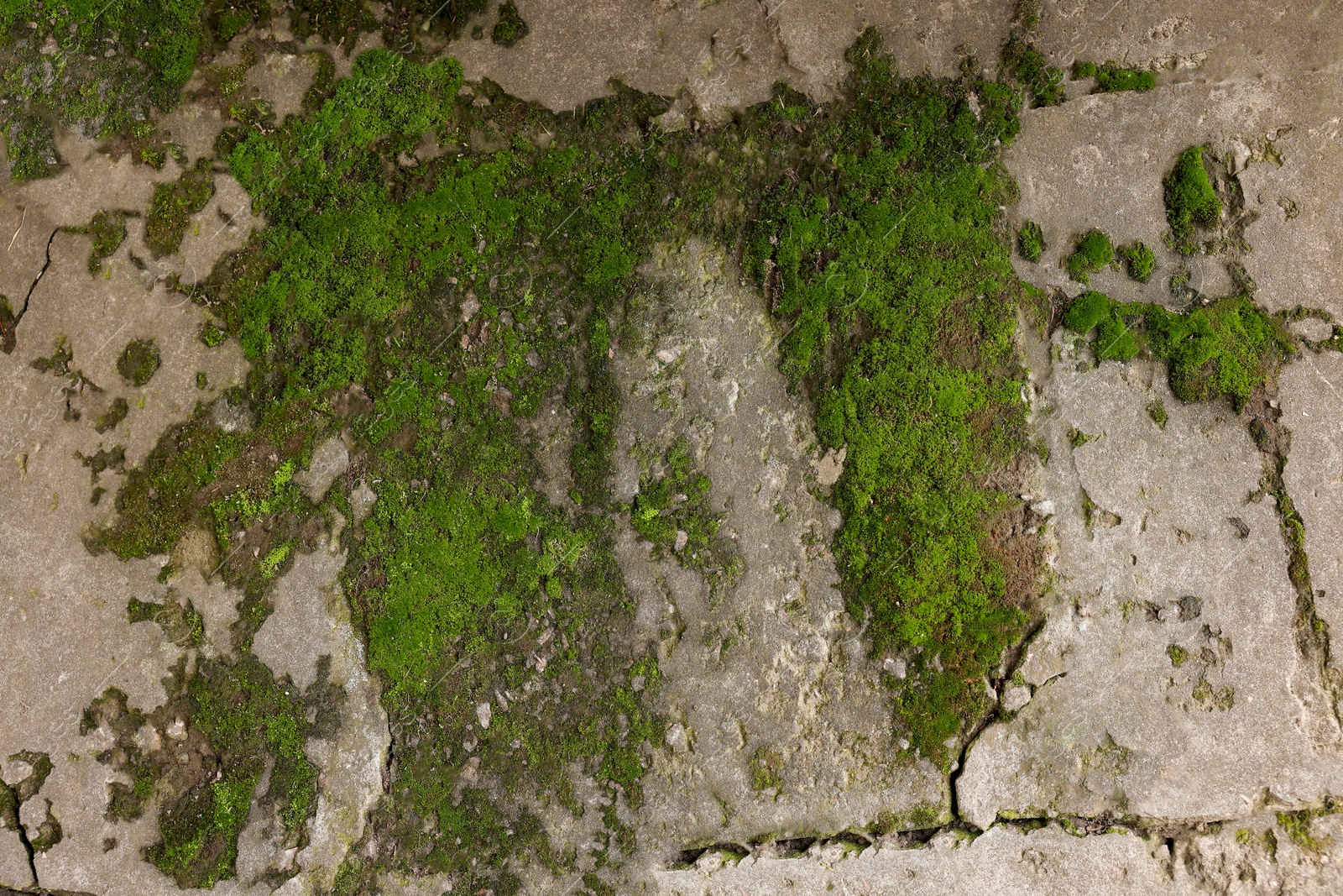 Photo of Textured surface with moss as background, top view