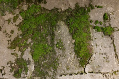 Textured surface with moss as background, top view