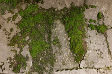 Photo of Textured surface with moss as background, top view