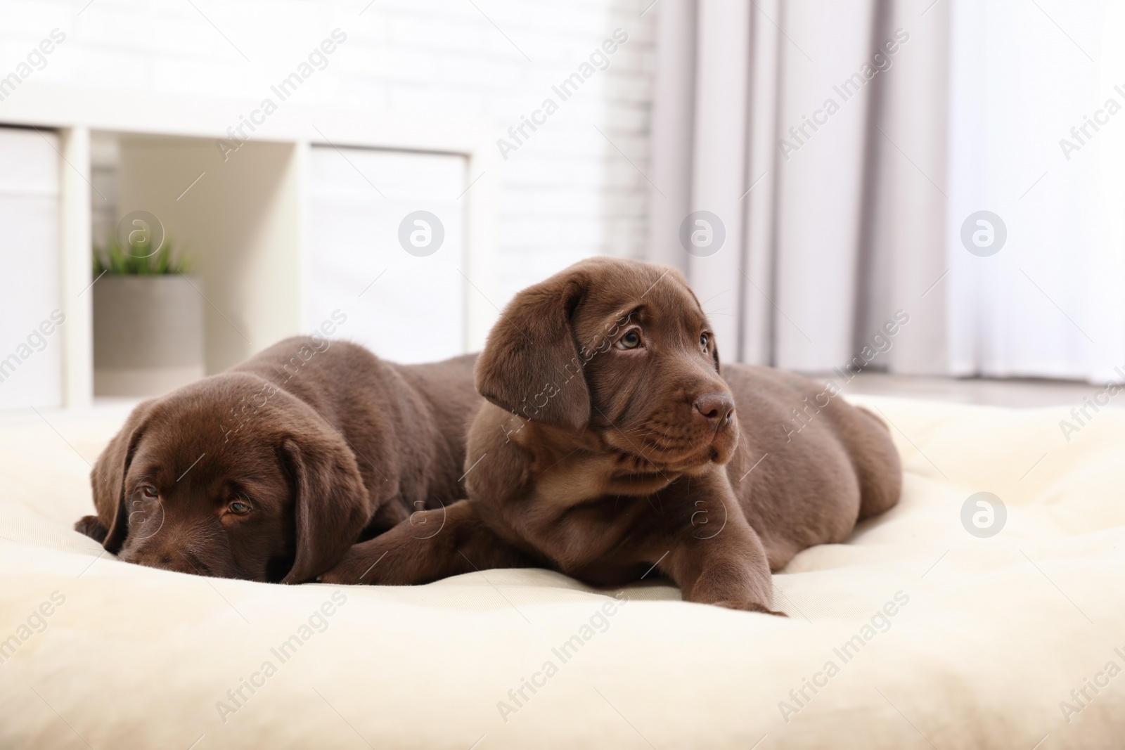 Photo of Chocolate Labrador Retriever puppies on pet pillow at home