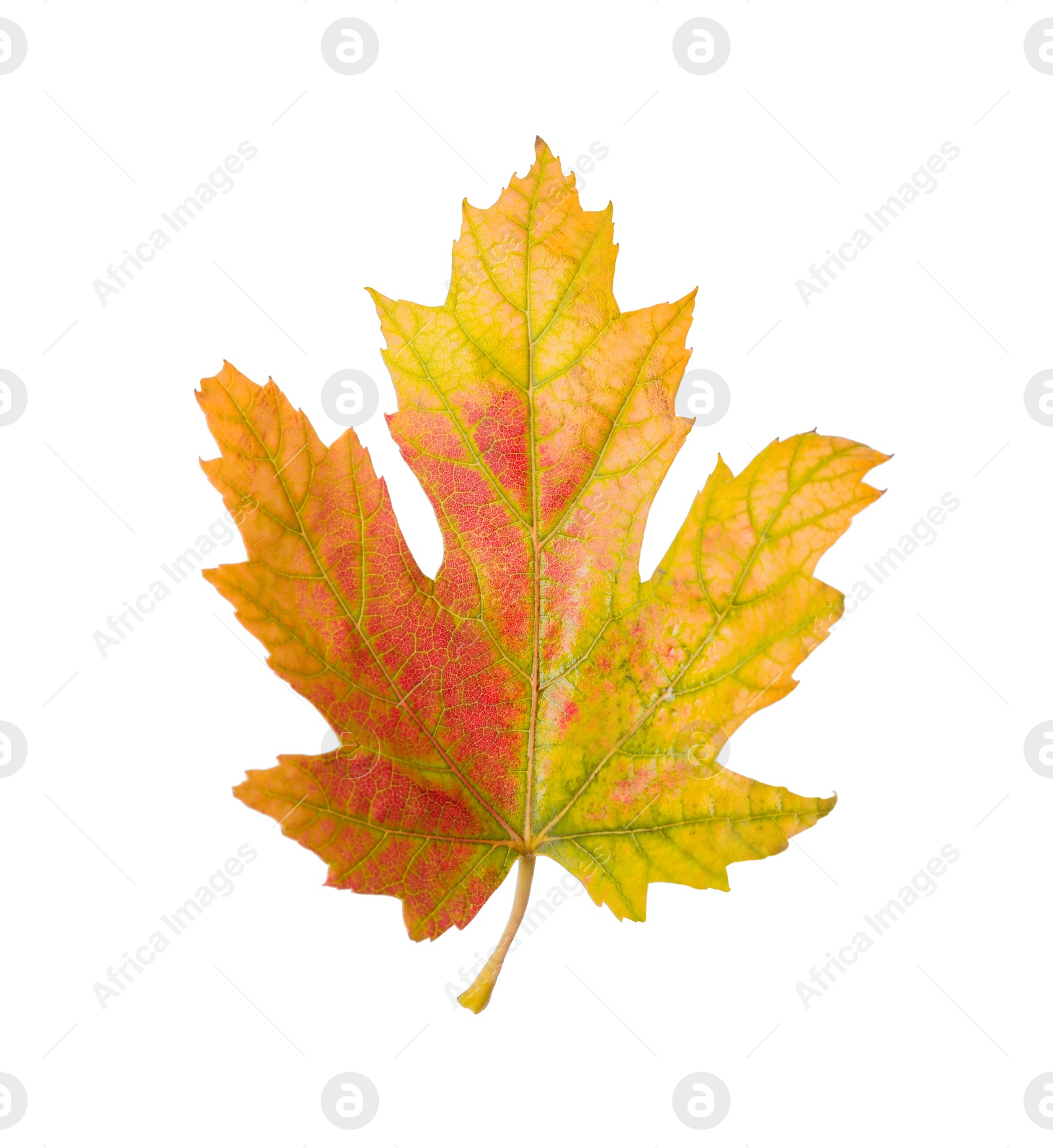 Photo of Beautiful leaf isolated on white. Autumn season