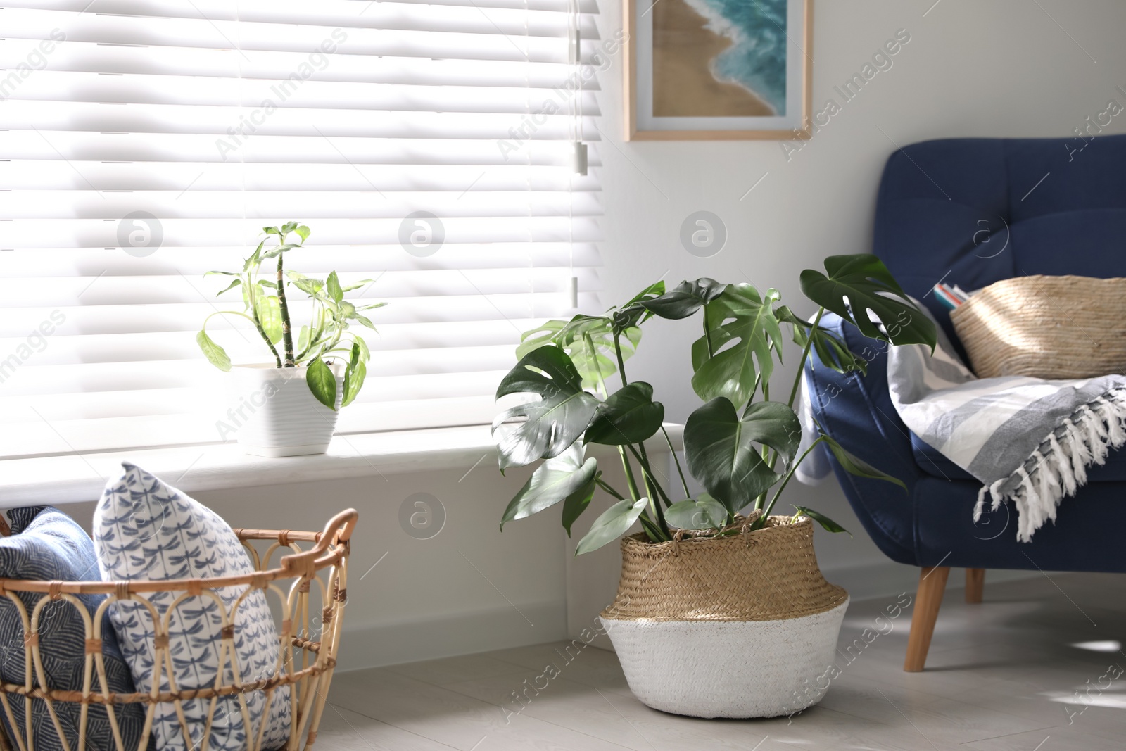 Photo of Beautiful potted plants near window at home