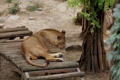 Young lion lying in zoo enclosure. Wild animal