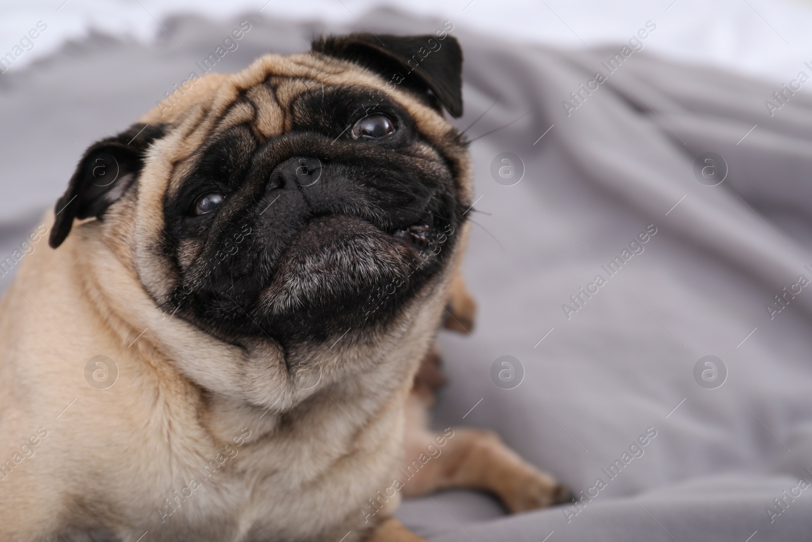 Photo of Happy cute pug dog on grey plaid at home