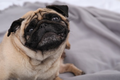 Photo of Happy cute pug dog on grey plaid at home