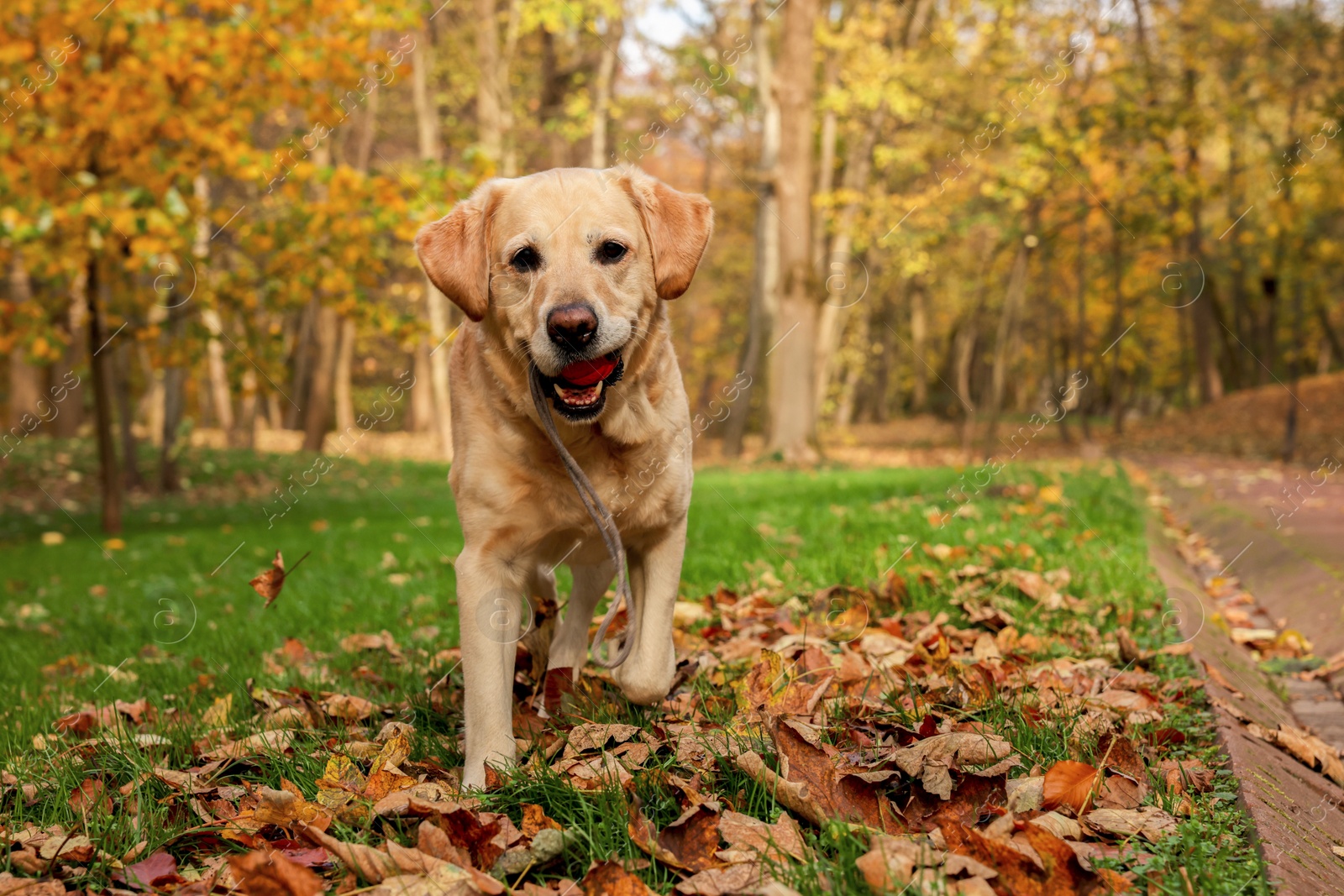 Photo of Cute Labrador Retriever dog with toy ball in sunny autumn park. Space for text