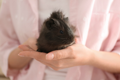 Woman holding cute small guinea pig, closeup