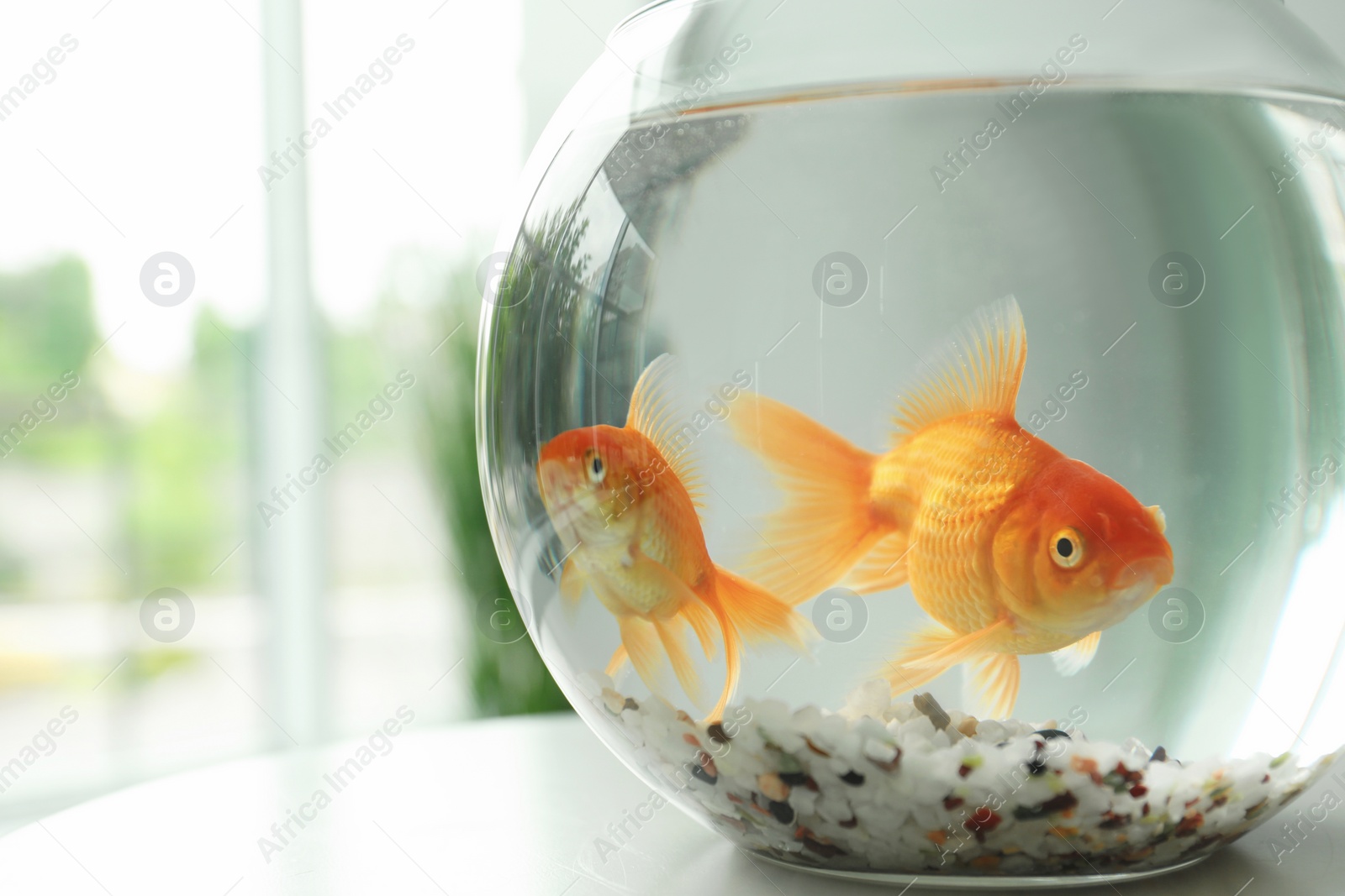 Photo of Beautiful bright small goldfishes in round glass aquarium on table indoors, closeup. Space for text